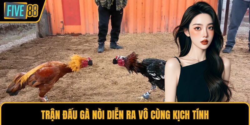 Trận đấu gà nòi diễn ra vô cùng kịch tính